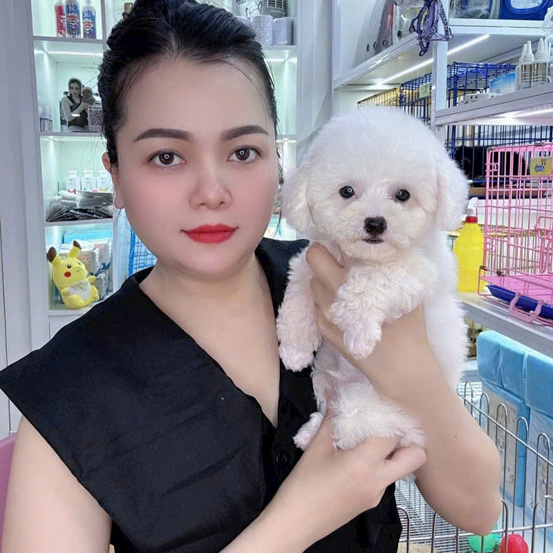 Chó Poodle - PD 18089